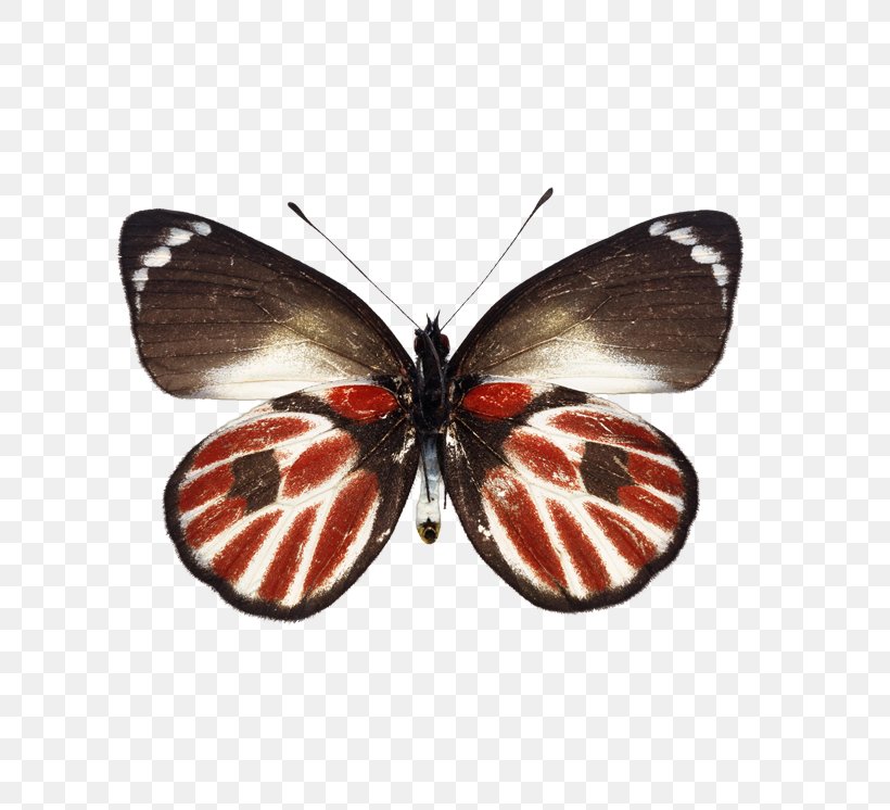 Butterfly Натяжна стеля Ceiling, PNG, 813x746px, Butterfly, Architectural Engineering, Arthropod, Brush Footed Butterfly, Business Download Free