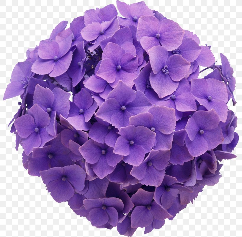 Floral Design Flower Purple French Hydrangea Clip Art, PNG, 800x802px, Floral Design, Blue, Cornales, Cut Flowers, Floristry Download Free