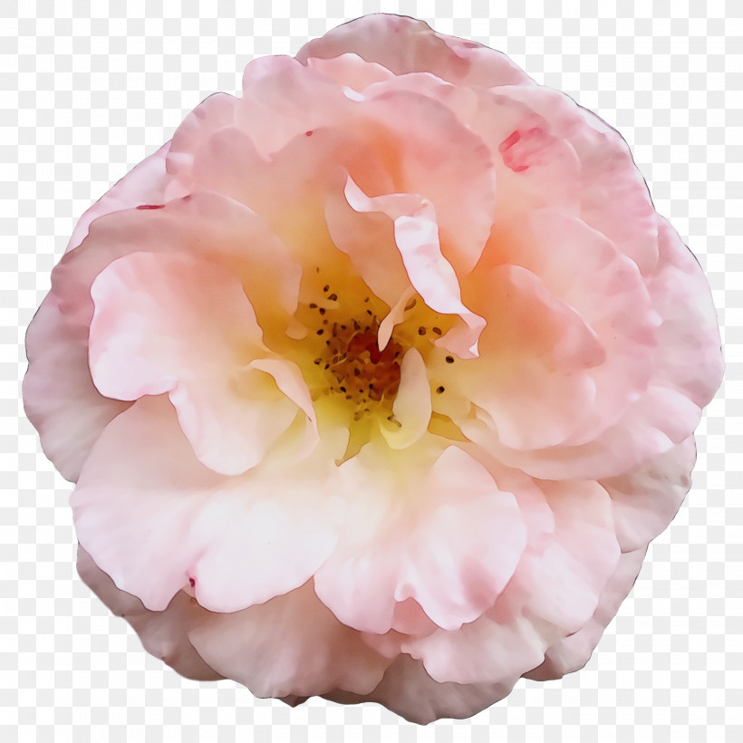 Garden Roses, PNG, 1440x1440px, Watercolor, Cabbage Rose, Floribunda, Garden, Garden Roses Download Free