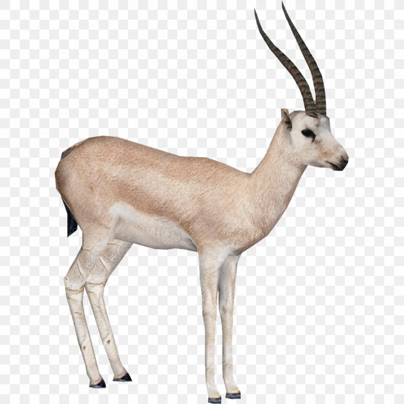 Gemsbok Springbok Impala Antelope, PNG, 910x910px, Gemsbok, Adobe Fireworks, Antelope, Cow Goat Family, Fauna Download Free
