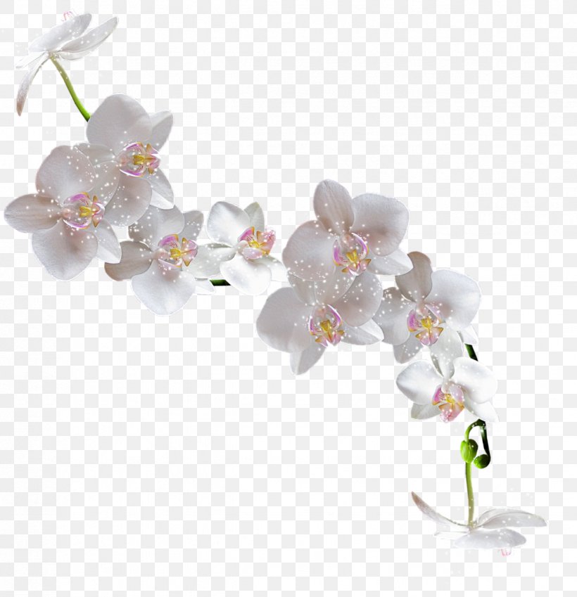 Popular Orchids Flower Clip Art, PNG, 1236x1280px, Orchids, Blossom, Body Jewelry, Branch, Cherry Blossom Download Free