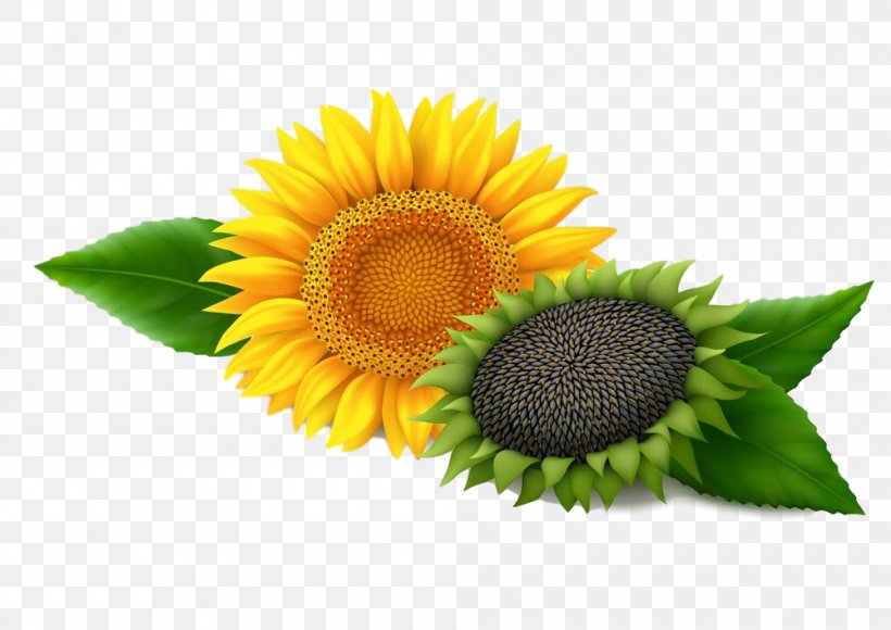 Sunflower, PNG, 1000x708px, Sunflower, Asterales, Daisy Family, Flower, Flowering Plant Download Free