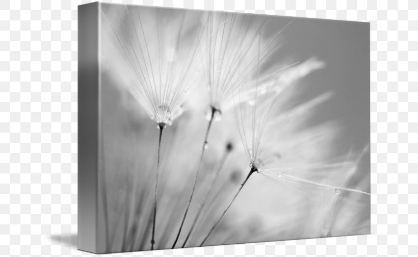 Common Dandelion Canvas Print Photography Art, PNG, 650x504px, Common Dandelion, Art, Artist, Black And White, Blue Download Free
