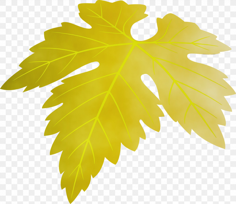 Maple Leaf, PNG, 3000x2597px, Grapes Leaf, Black Maple, Flower, Grape Leaves, Leaf Download Free