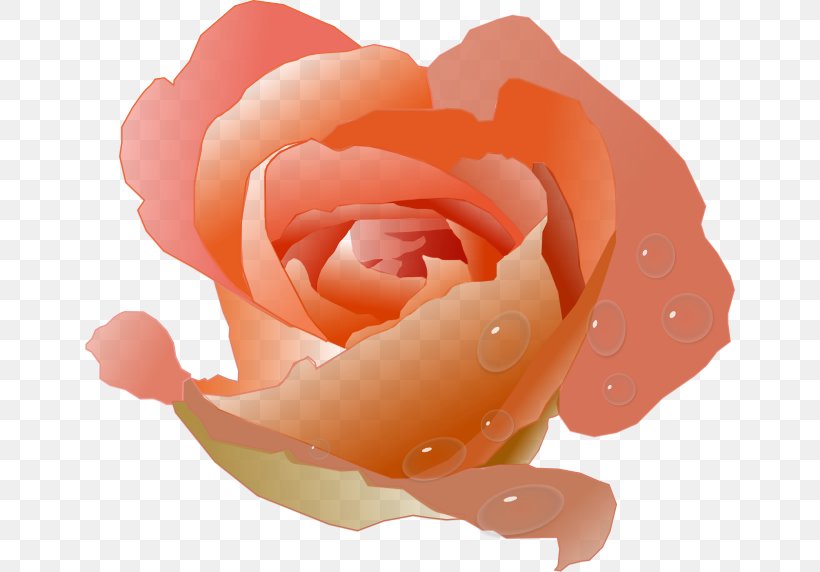 Peach Flower Rose Clip Art, PNG, 650x572px, Peach, Animation, China Rose, Close Up, Color Download Free