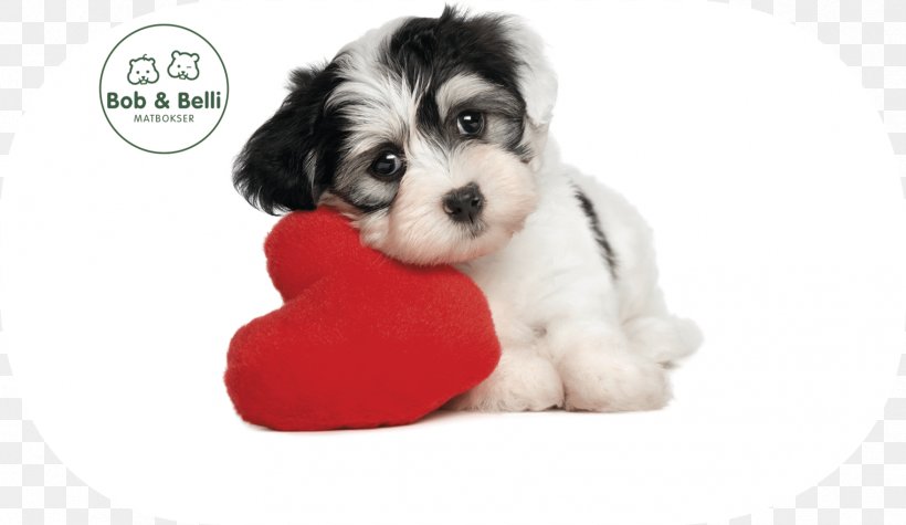 Puppy Kitten Pet Golden Retriever Valentine's Day, PNG, 1757x1018px, Puppy, Animal, Carnivoran, Cat, Cavachon Download Free