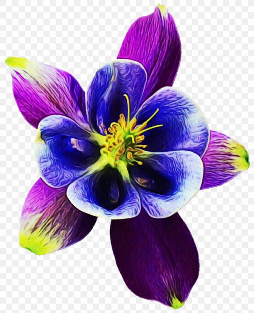 Flower Petal Plant Purple Violet, PNG, 886x1092px, Watercolor, Anemone, Colorado Blue Columbine, Columbine, Flower Download Free