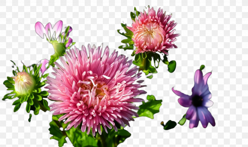 Flower Plant China Aster Pink Red Clover, PNG, 2592x1544px, Flower, Aster, China Aster, Daisy Family, Petal Download Free