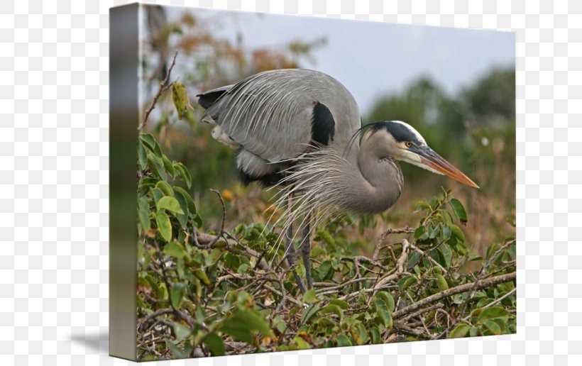 Heron Crane Bird Fauna Beak, PNG, 650x516px, Heron, Beak, Bird, Crane, Crane Like Bird Download Free