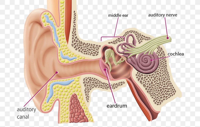 Hearing Brain Cochlear Nerve Auditory System, PNG, 690x524px, Watercolor, Cartoon, Flower, Frame, Heart Download Free