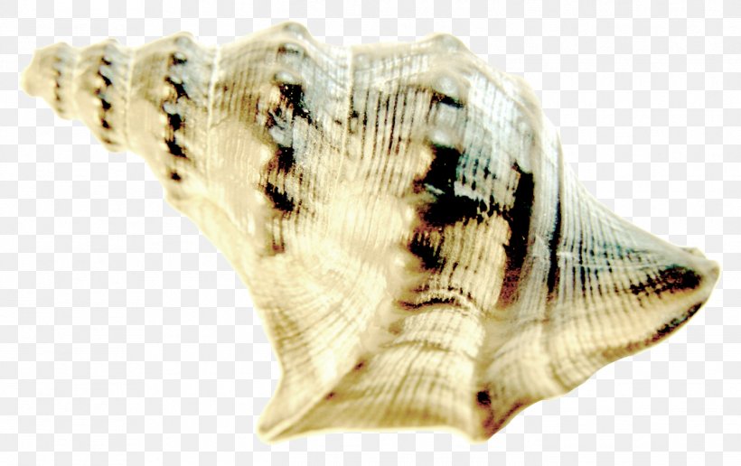 Seashell Conchology, PNG, 1347x848px, Seashell, Clams Oysters Mussels And Scallops, Conch, Conchology Download Free