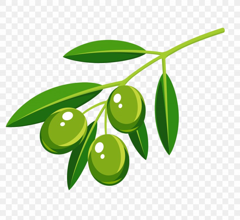Vector Graphics Royalty-free Olive Branch Image Photograph, PNG, 3756x3456px, Royaltyfree, Branch, Drawing, Food, Fotosearch Download Free