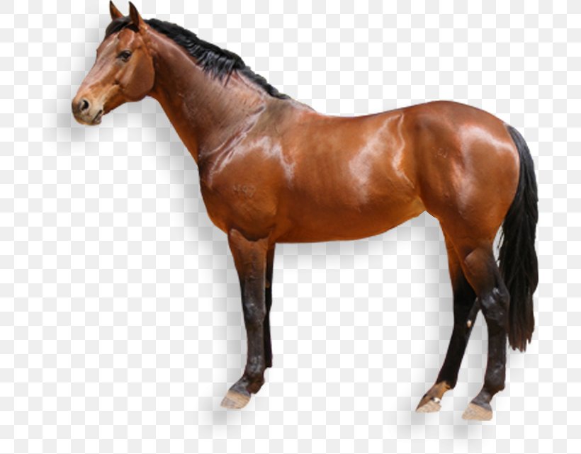 Australian Stock Horse Desktop Wallpaper Clip Art, PNG, 710x641px, Australian Stock Horse, Animal Figure, Bridle, Colt, Equestrian Download Free