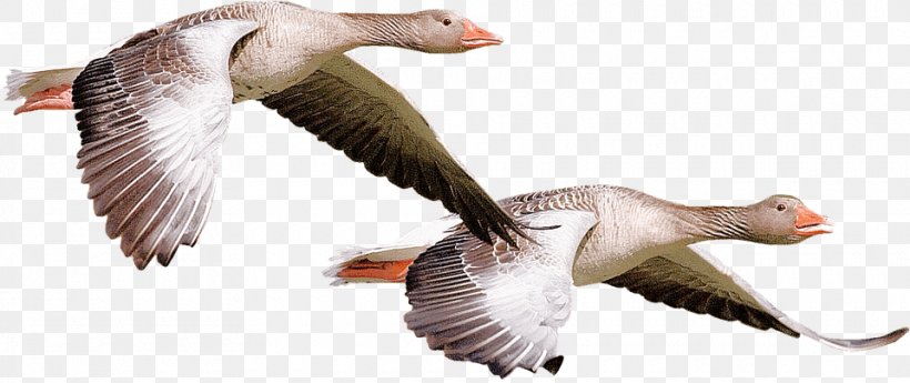 Canada Goose Duck Water Bird, PNG, 960x404px, Goose, Anatidae, Animal, Animal Figure, Beak Download Free