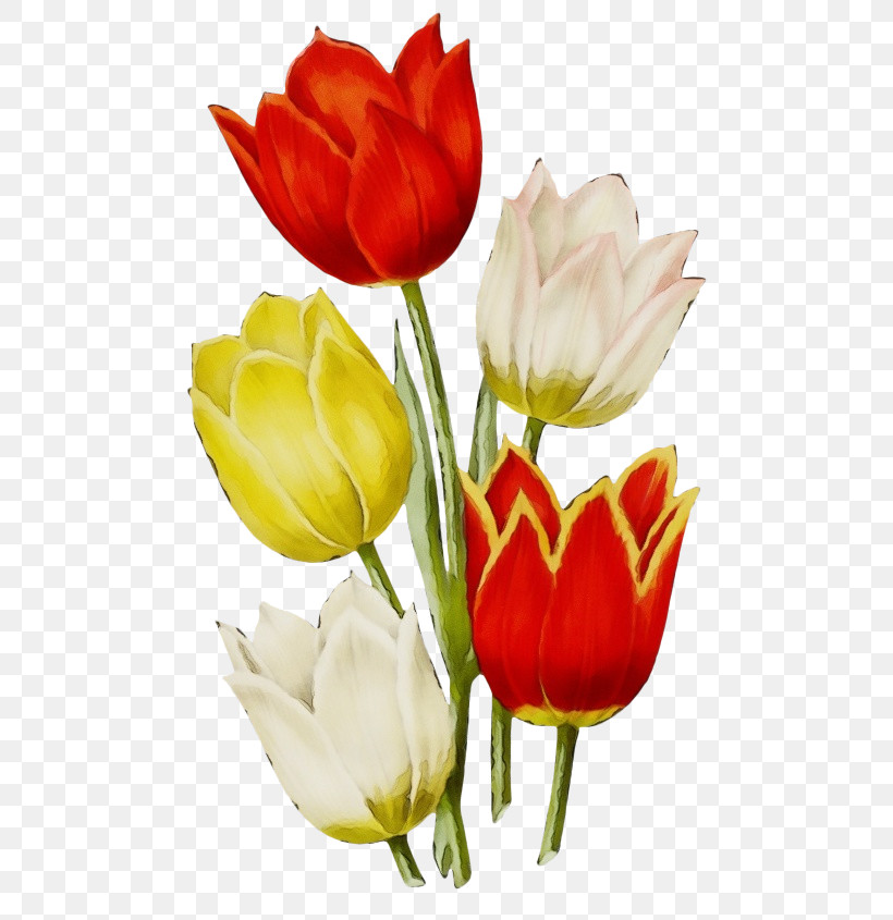 Flower Petal Tulip Cut Flowers Red, PNG, 500x845px, Watercolor, Bud, Cut Flowers, Flower, Lady Tulip Download Free