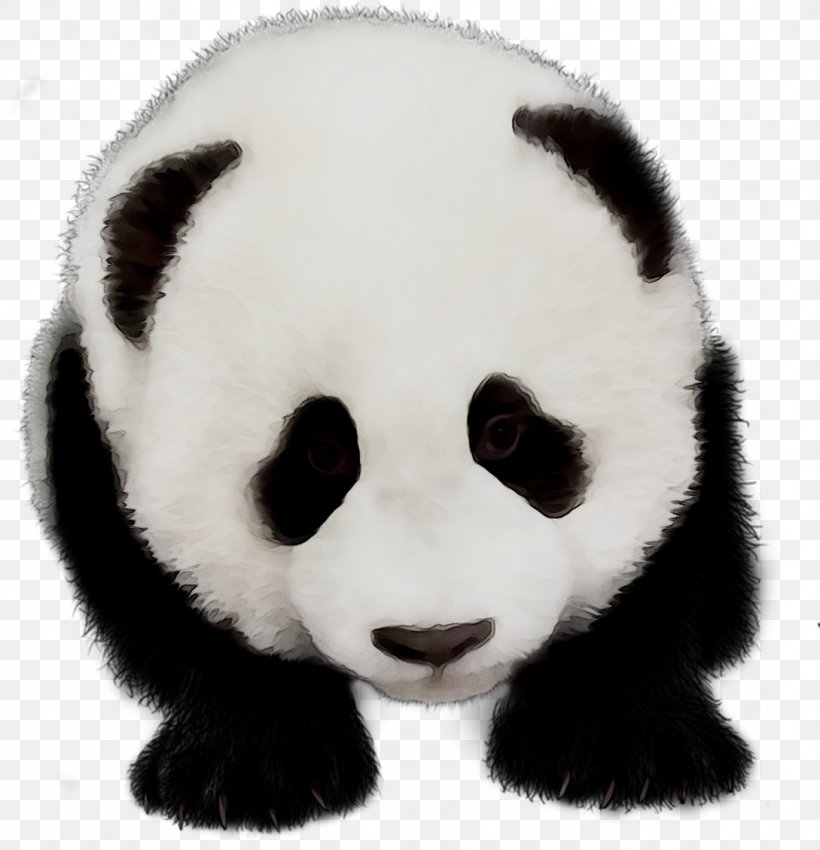 Giant Panda Fur Terrestrial Animal Snout, PNG, 1089x1130px, Giant Panda, Animal, Animal Figure, Bear, Blackandwhite Download Free