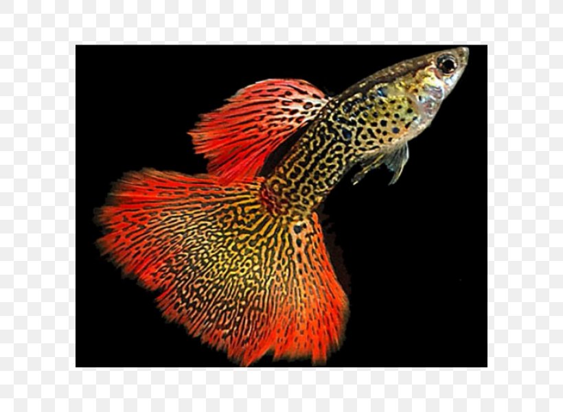 Guppy Green Swordtail Endler's Livebearer Red Spitting Cobra Fishkeeping, PNG, 600x600px, Guppy, Cape Cobra, Cobra, Color, Fish Download Free