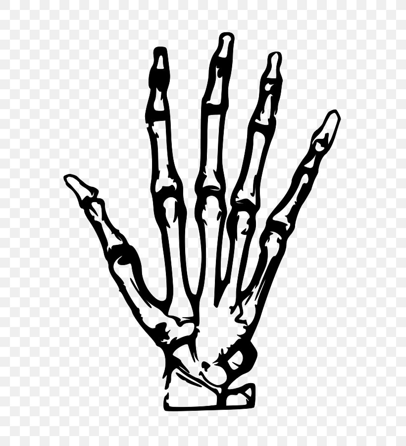 Human Skeleton Hand Clip Art, PNG, 637x900px, Human Skeleton, Anatomy, Black And White, Bone, Carpal Bones Download Free