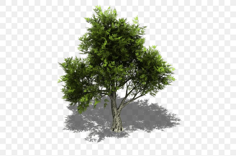 Juniperus Ashei Juniperus Virginiana Sprite Juniperus Scopulorum Tree, PNG, 473x542px, Juniperus Virginiana, Branch, Cedar, Evergreen, Juniper Download Free