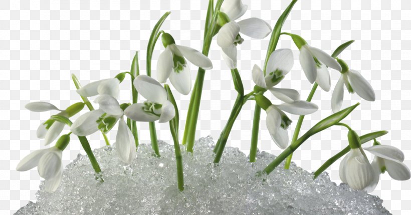 Snowdrop Desktop Wallpaper Primrose Flowering Plant, PNG, 1200x630px, Snowdrop, Amaryllis Family, Botany, Crocus, Display Resolution Download Free