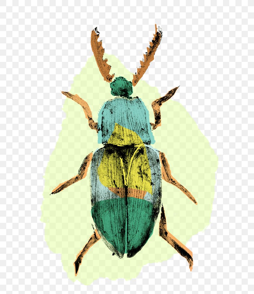 Weevil Insect Pollinator Pest Scarab, PNG, 670x950px, Weevil, Arthropod, Beetle, Insect, Invertebrate Download Free