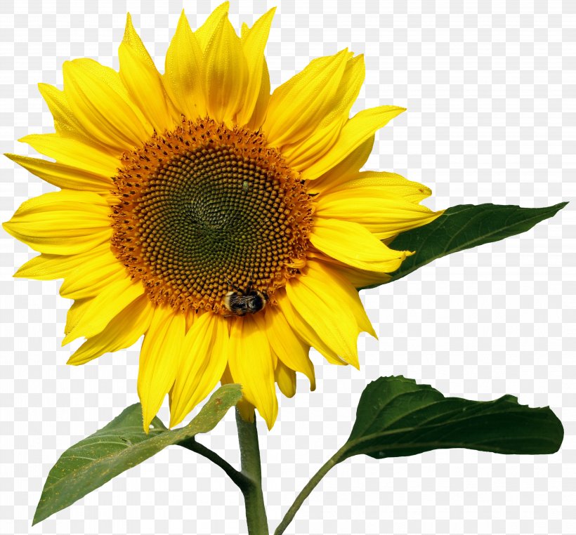 Common Sunflower Image File Formats Nectar, PNG, 4187x3893px, Common Sunflower, Annual Plant, Blume, Daisy Family, Flower Download Free