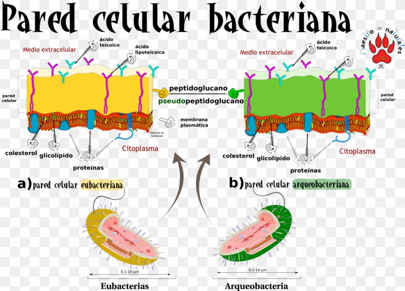 Graphics Diagram Organism Line, PNG, 998x717px, Diagram, Area, Organism, Text Download Free