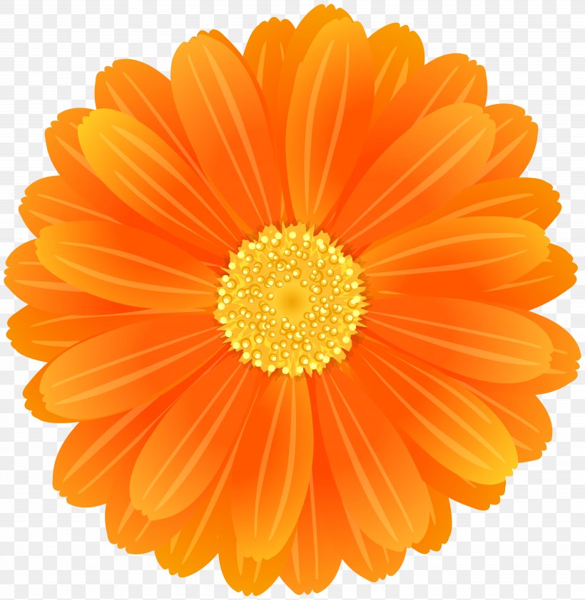Transvaal Daisy Flower Desktop Wallpaper Orange Clip Art, PNG, 7784x8000px, Transvaal Daisy, Birth Flower, Calendula, Chrysanths, Color Download Free