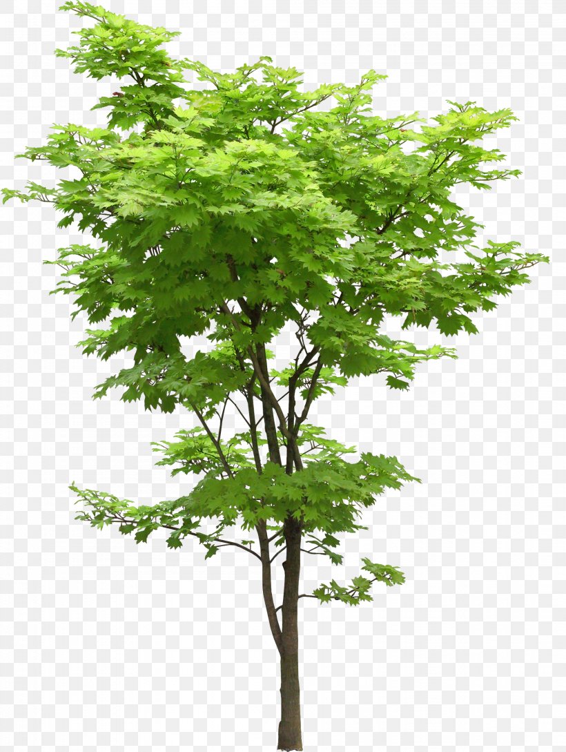 Tree Oak Japanese Maple Acer Truncatum Plant, PNG, 2004x2662px, Tree, Acer Oliverianum Var Nakaharai, Acer Truncatum, Branch, Forest Download Free