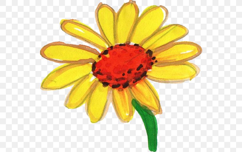WaterColor, Florida Cut Flowers Watercolor Painting, PNG, 550x514px, Watercolor Florida, Body Jewelry, Color, Common Daisy, Common Sunflower Download Free