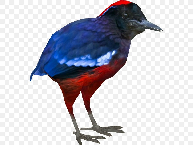 Garnet Pitta Zoo Tycoon 2 Beak Foot, PNG, 617x617px, Zoo Tycoon 2, Beak, Bird, Cobalt Blue, Crow Download Free