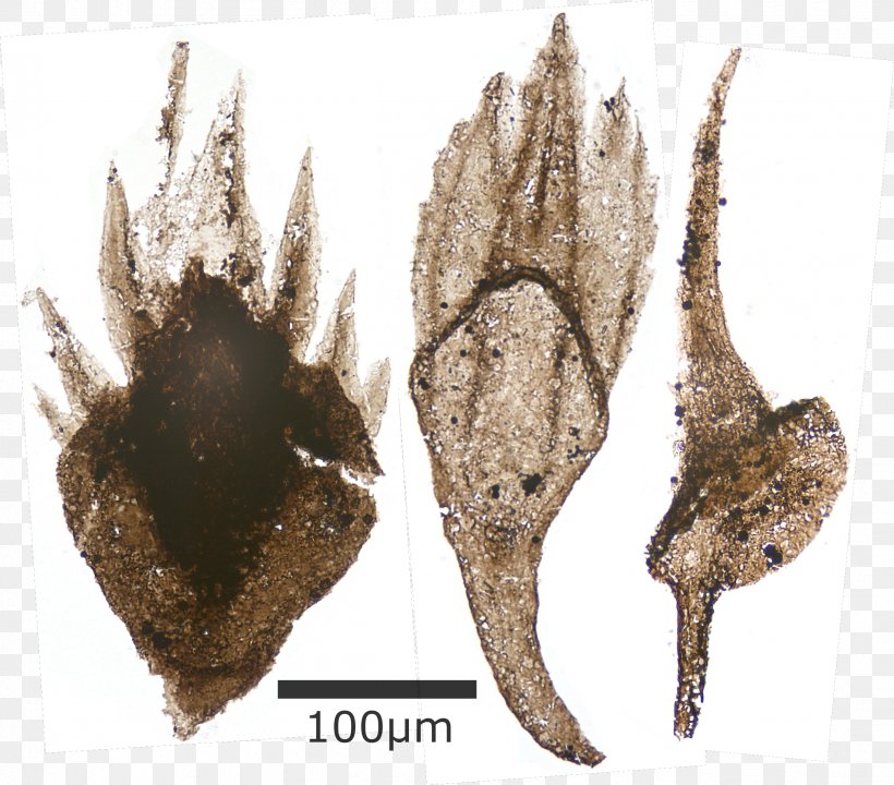 Thelodonti Fish Scale Jawless Fish, PNG, 2414x2122px, Thelodonti, Bone, Cladoselache, Convergent Evolution, Fish Download Free