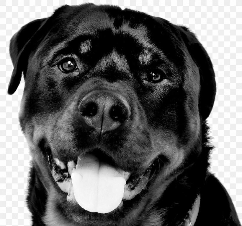 Dog Breed T-shirt Rottweiler Top, PNG, 1146x1068px, Dog Breed, Artist, Black And White, Breed, Carnivoran Download Free