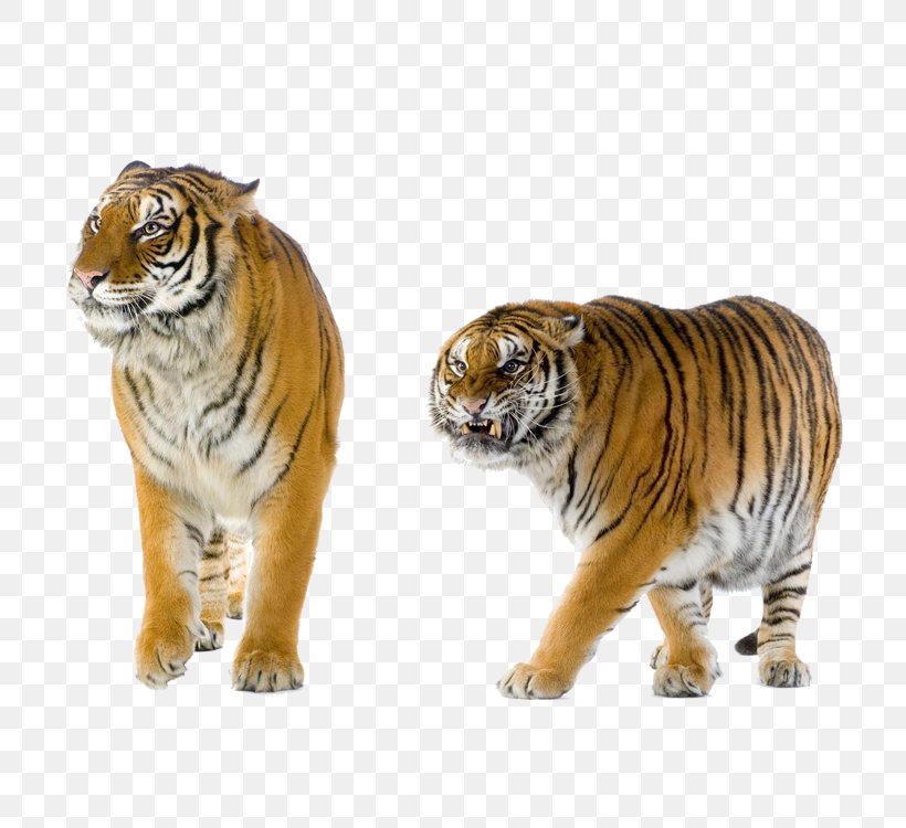 Lion Cat Felidae Leopard Bengal Tiger, PNG, 750x750px, Lion, Animal Figure, Bengal Tiger, Big Cats, Carnivoran Download Free