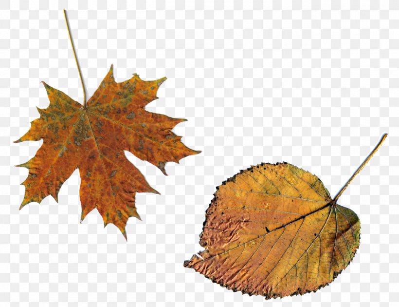 Maple Leaf, PNG, 1300x1000px, Leaf, Autumn, Beech, Black Maple, Chestnut Download Free