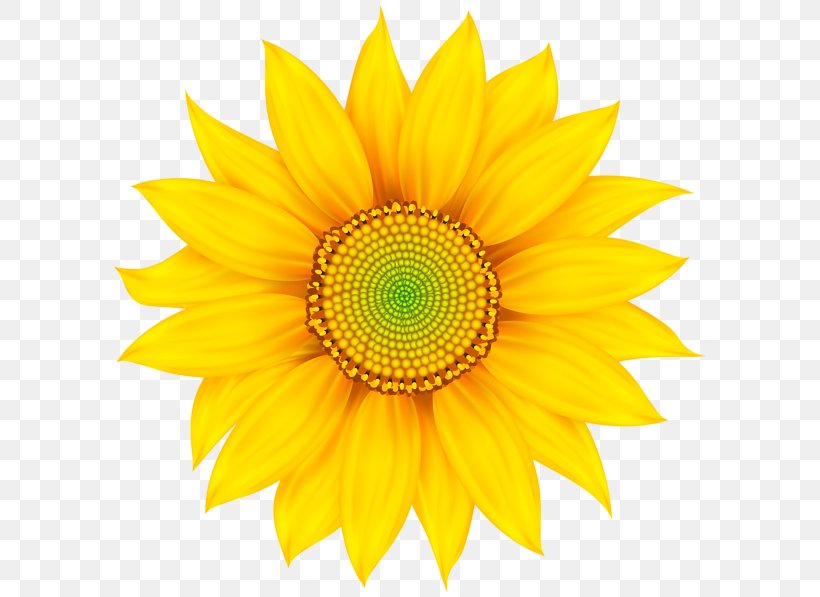 Clip Art Vector Graphics Image Design, PNG, 600x597px, Common Sunflower, Art, Asterales, Cut Flowers, Daisy Family Download Free