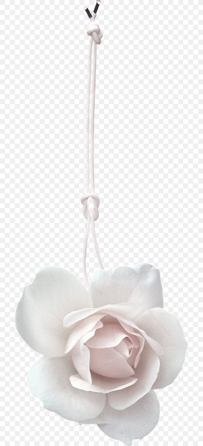 Rope Knot White, PNG, 701x1800px, Rope, Designer, Flower, Knot, Petal Download Free