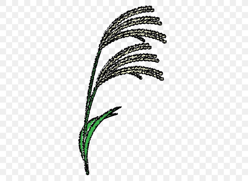 Susukino Grasses Chinese Silver Grass Coloring Book Pampas Grass, PNG, 600x600px, Grasses, Black And White, Child Care, Chinese Silver Grass, Coloring Book Download Free