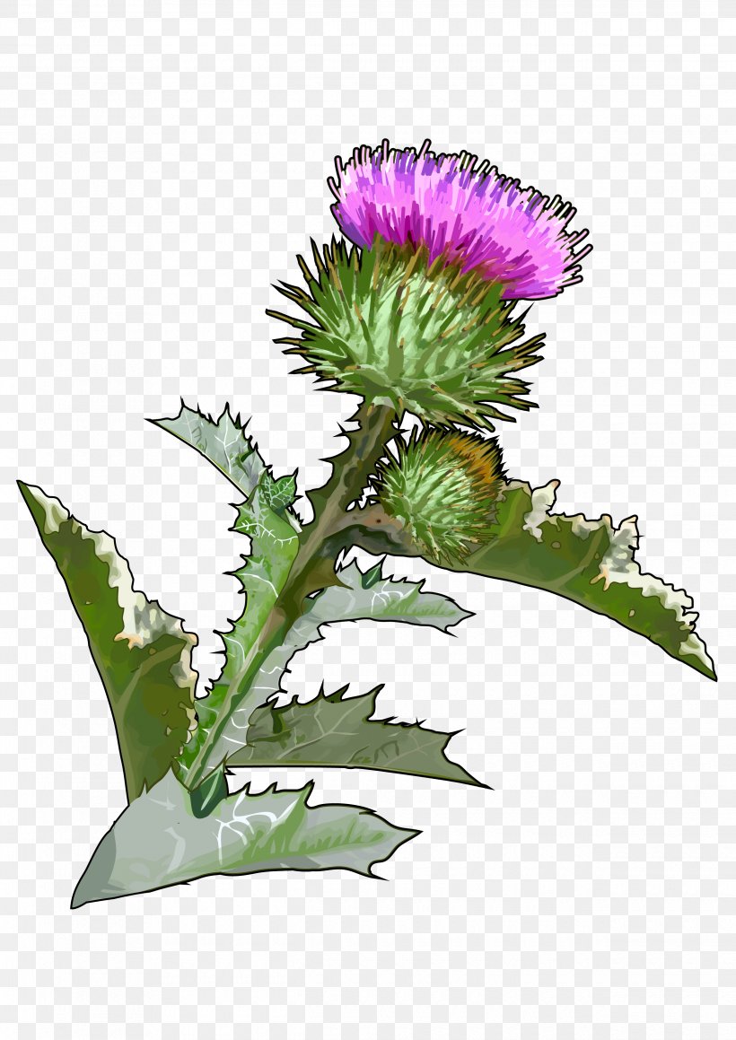 Thistle Onopordum Acanthium Canary Islands Greater Burdock Flower, PNG, 2480x3508px, Thistle, Artichoke, Artichoke Thistle, Burdock, Canary Islands Download Free