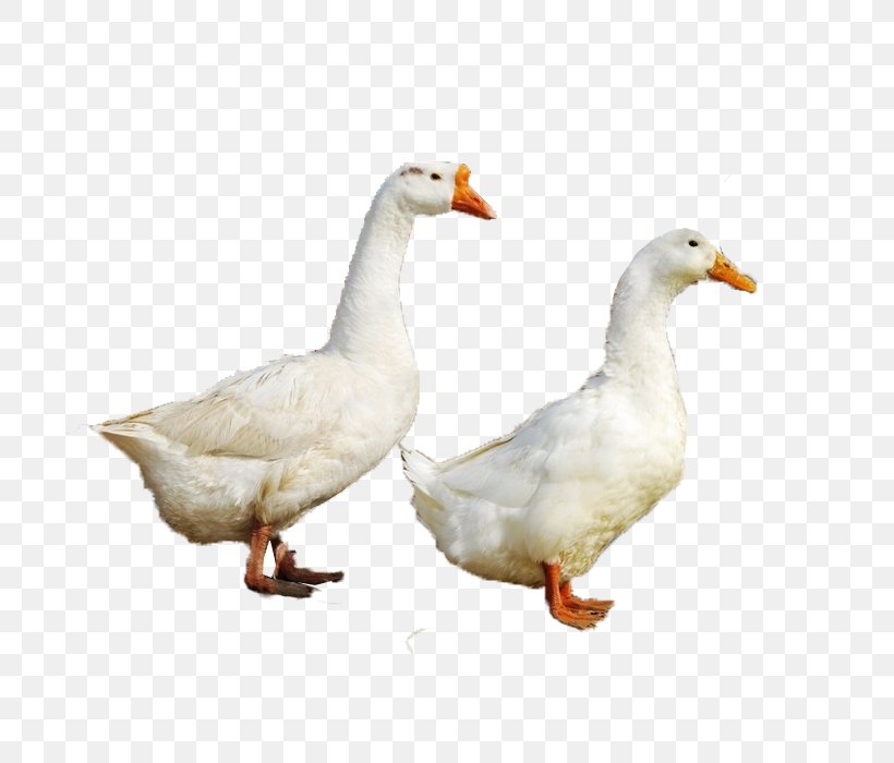 Duck Goose Fauna Beak Chicken As Food, PNG, 700x700px, Duck, Beak, Bird, Chicken, Chicken As Food Download Free