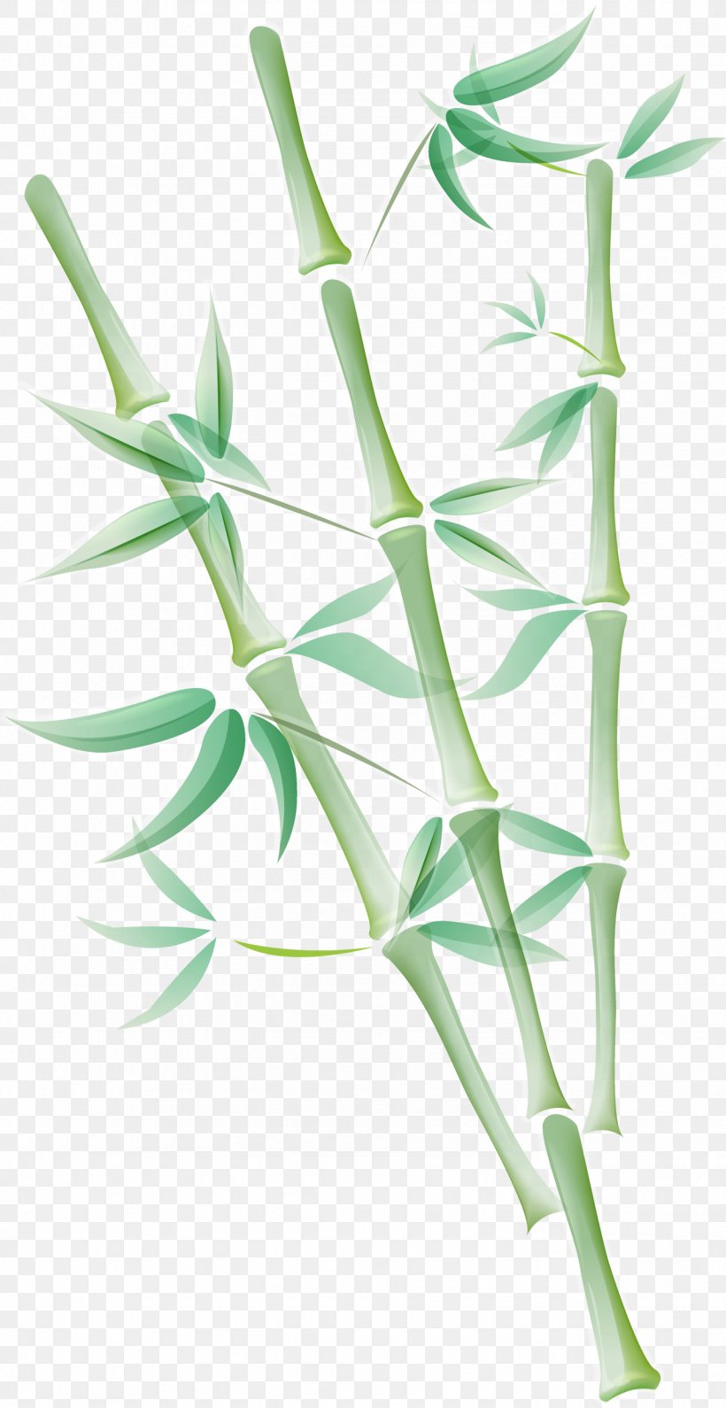 Grasses Tropical Woody Bamboos Bamboo, PNG, 1284x2490px, Grasses, Bamboo Zen Spa, Blog, Branch, Email Download Free