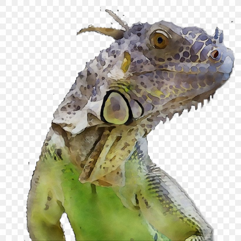 Iguanas Green Iguana Royal Society Of Biology Name, PNG, 1016x1016px, Iguanas, Animal, Animal Figure, Biology, Chameleon Download Free