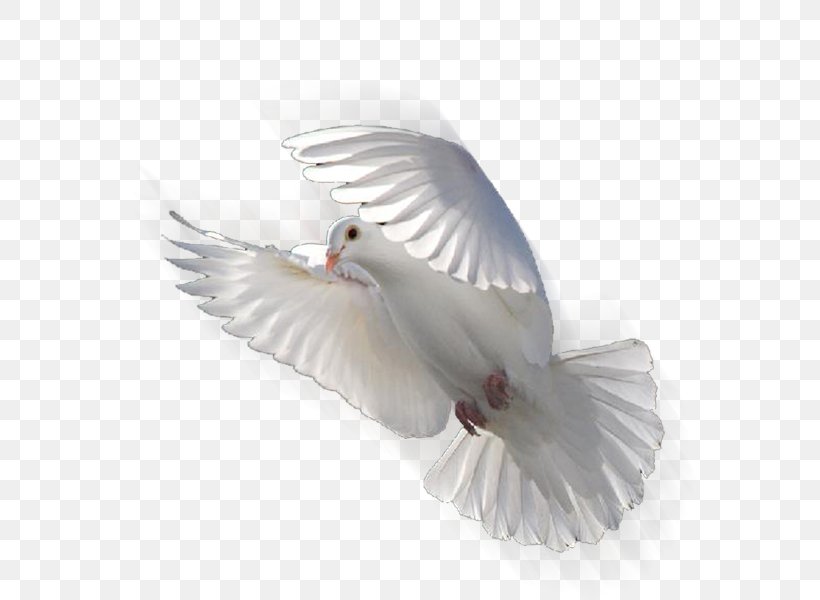 Columbidae Doves As Symbols Release Dove Bird, PNG, 800x600px, Columbidae, Animal, Beak, Bird, Doves As Symbols Download Free