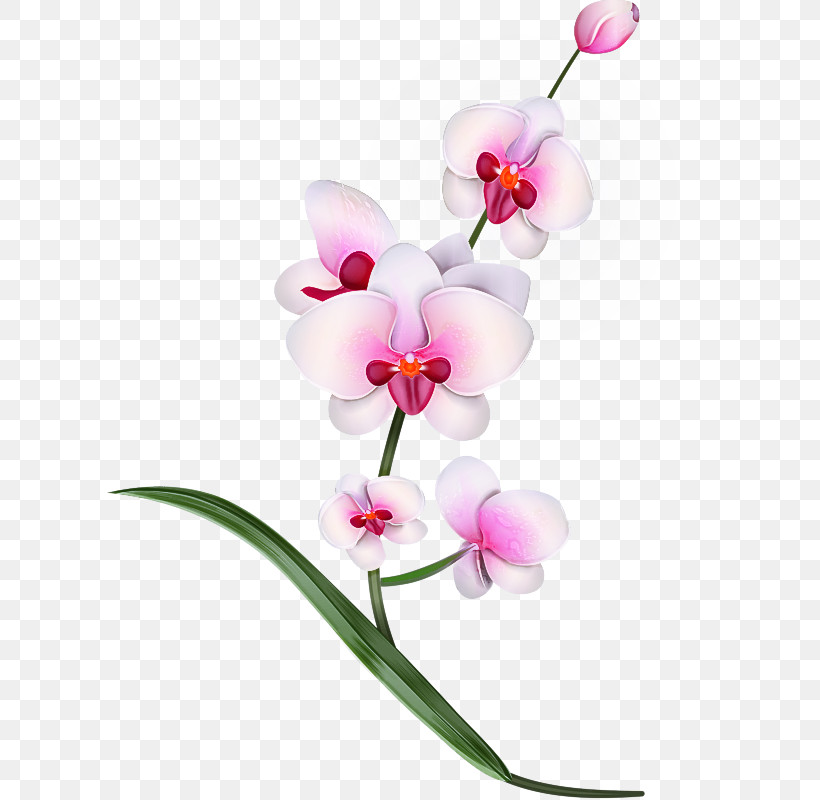 Flower Moth Orchid Plant Pink Moth Orchid, PNG, 605x800px, Flower, Moth Orchid, Orchid, Pedicel, Petal Download Free