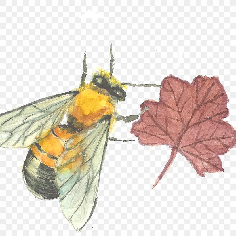 Bee, PNG, 1200x1200px, Bee, Arthropod, Butterfly, Drawing, Fly Download Free