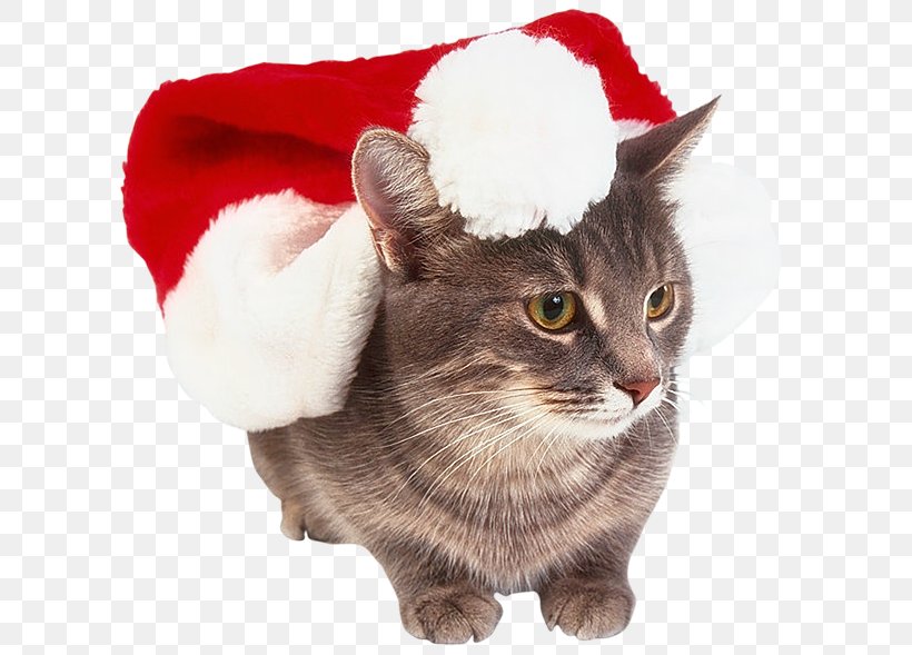 Cat Kitten Whiskers Christmas, PNG, 605x589px, Cat, Animal, Cat Like Mammal, Christmas, Christmas Ornament Download Free