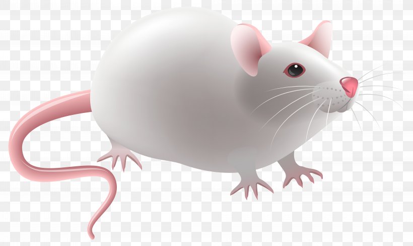Laboratory Rat Clip Art, PNG, 8000x4768px, Rat, Gerbil, Hamster, House Mouse, Laboratory Rat Download Free