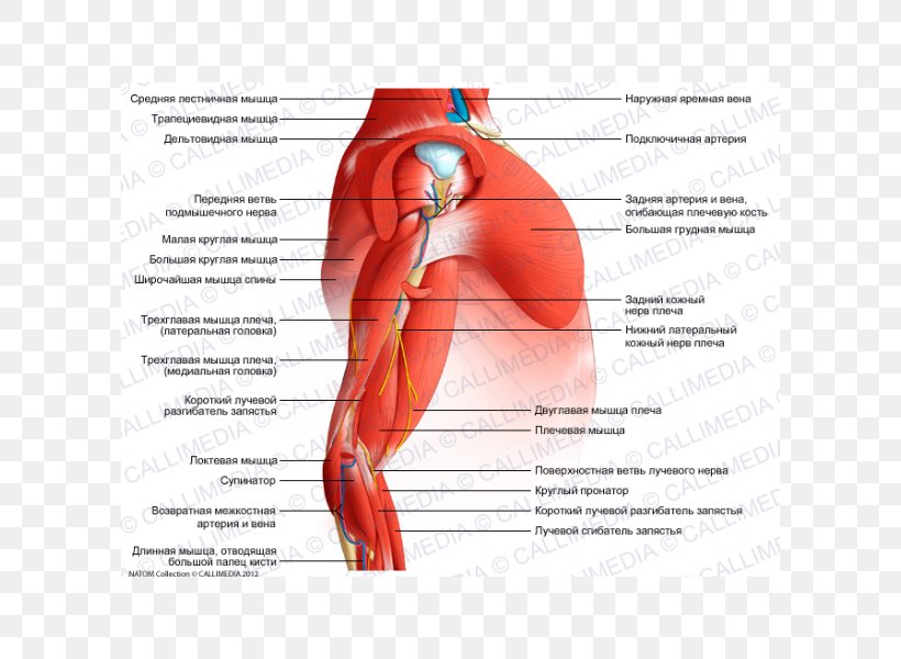 Muscle Human Anatomy Shoulder Nerve, PNG, 600x600px, Watercolor, Cartoon, Flower, Frame, Heart Download Free