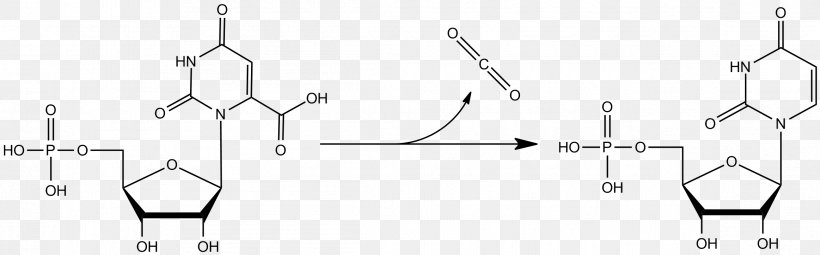 Orotidine 5'-phosphate Decarboxylase Orotidine 5'-monophosphate Decarboxylation Uridine Monophosphate Ribose 5-phosphate, PNG, 2326x726px, Watercolor, Cartoon, Flower, Frame, Heart Download Free