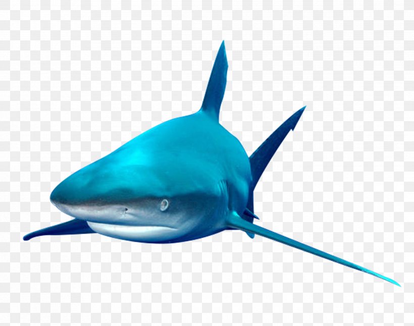 Shark Fish, PNG, 2536x2000px, Shark, Aqua, Artworks, Blue, Cartilaginous Fish Download Free